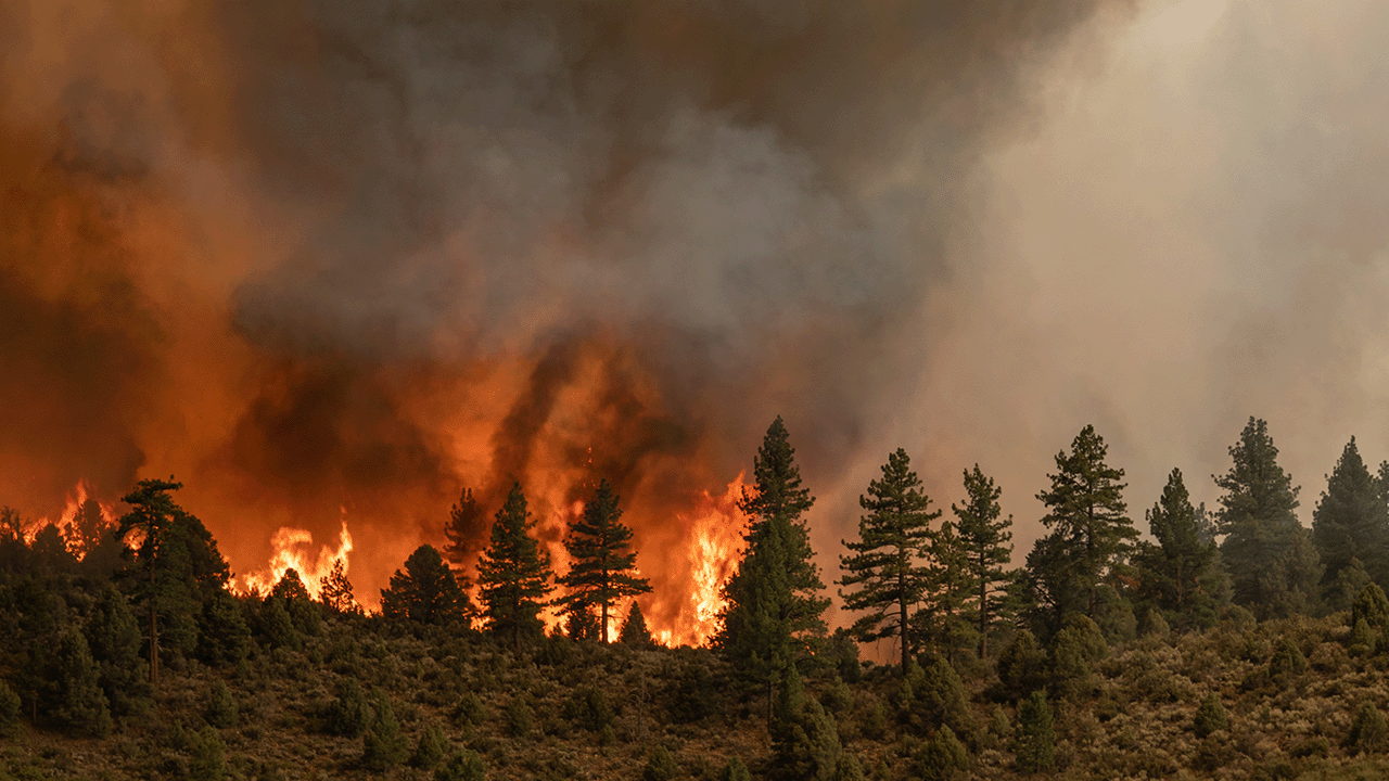 The Role of Real-time Information in Wildfire Preparedness and Response